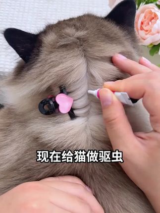 泰淘气宠物驱虫#家有萌宠 #宠物 #宠物驱虫