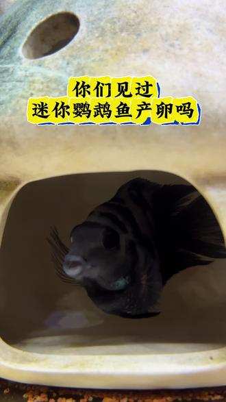 鱼友们?你们见过迷你鹦鹉鱼产卵吗?产卵时需要注意哪些问题吗?#迷你鹦鹉鱼#迷你鹦鹉鱼产卵 #迷你鹦鹉鱼产卵过程 #迷你鹦鹉鱼产卵后怎么办 #迷你鹦鹉鱼繁殖