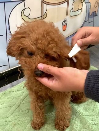 狗狗毛发糙糙的,想要改善毛发。其实养狗选对狗粮很重要,我家狗子吃的就是迈路士新款的鱼油狗粮,29.8就能到手5斤,抓紧囤吧。#狗粮 #狗粮推荐 #宠物知识