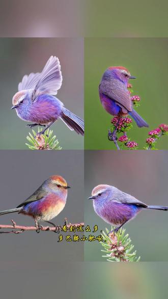 绒花干货 | 这些多巴胺小肥啾究竟是怎么做出来的?
#非遗绒花#绒花#多巴胺 #小肥啾 #萌宠计划