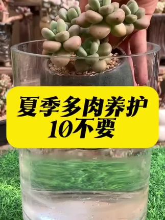 夏季多肉养护10个不要,最后一点最重要#多肉 #多肉养护 #爱生活爱养花 #养花小知识 #病虫害防治