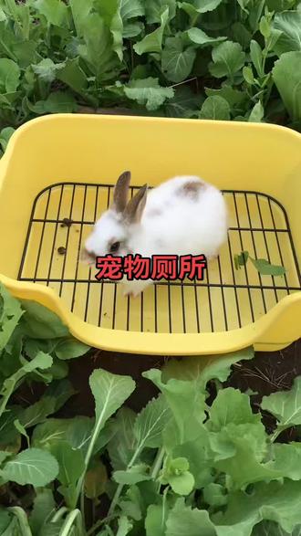 兔子是会定点拉屎拉尿的,准备一个厕所教它定点拉屎尿学的很快的,在房间里散养的宠物兔特别适合#科学养兔 #养兔人 #养兔三分靠管理七分靠技术