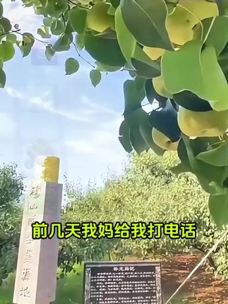 酥梨真的是好吃#砀山酥梨 #梨 #水果 #水果自由 #秋燥