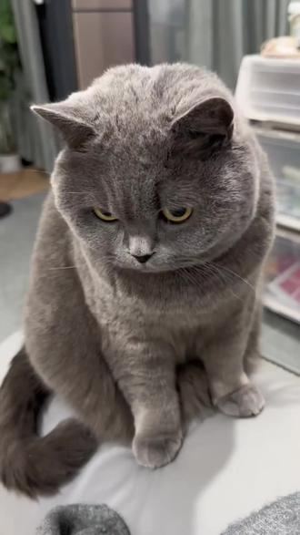 #拔罐猫#美女#动物成精系列