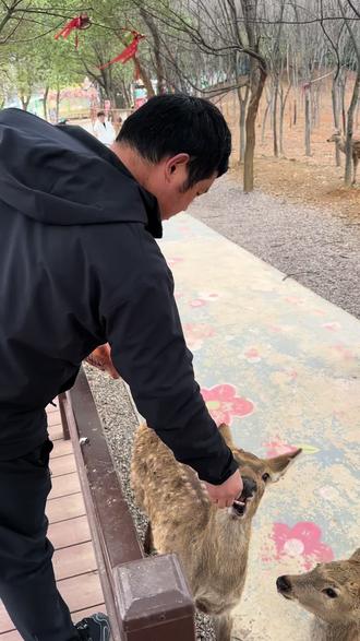 #疯狂动物园
树袋熊宝宝的一天