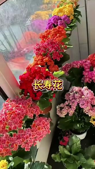 长寿金狐狸花 好看好养活#内容过于真实 #绿植花卉 #金狐狸长寿花