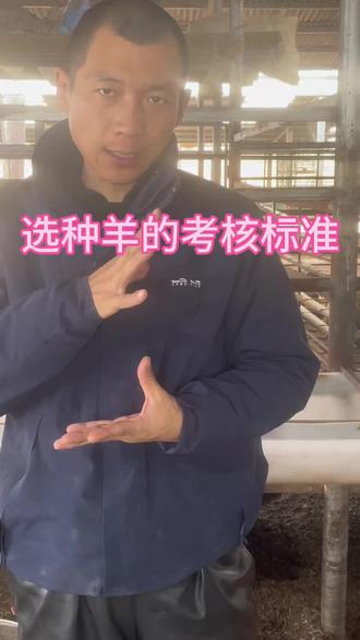 我们该怎么选种呢#养殖技术 #种公羊 #养羊创业 #养羊人