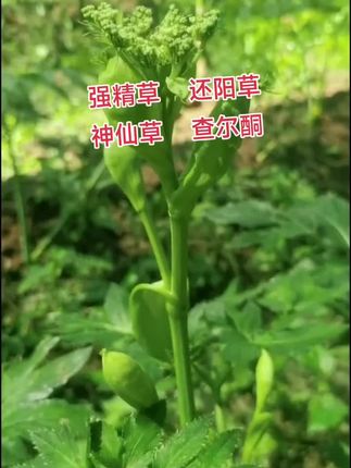 #好东西一起分享 #抖音助农扶农