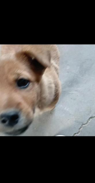 大家好我是DOG!#小狗🐶