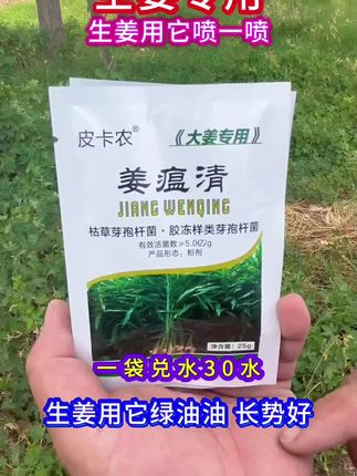 生姜种植 #生姜干尖黄叶 #生姜专用#三农