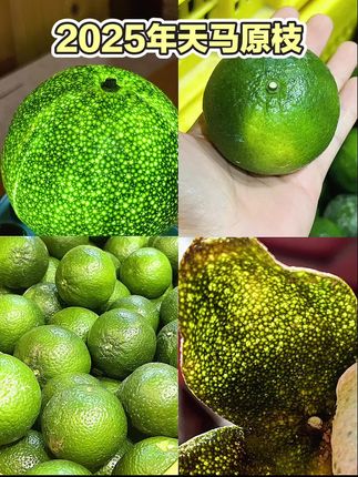 今年最后一批大青鲜果分享~ 接下来等二红大红#新会柑 #新会陈皮