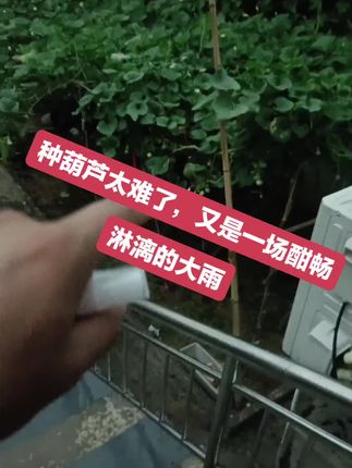 倒计时再卖5天,5天后下链接,没拍的抓紧拍。#文玩葫芦 #一葫老九 葫芦专用激活水