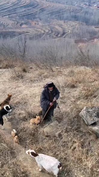 养羊经验分享养殖技术交流#养羊经验分享 #养羊人 #养羊知识 #养羊技术 #养羊