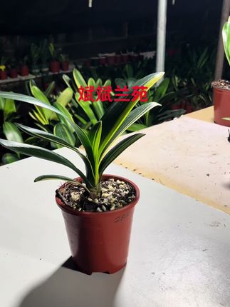 #花卉绿植 #爱生活爱养花 #好不好看你们说了算