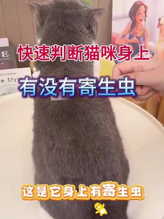 快速判断猫咪身上有没有寄生虫#养猫新手 #猫咪#养猫知识#养猫经验分享#科学养猫