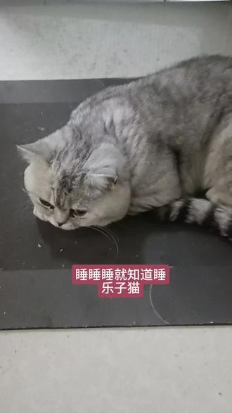 乐子猫#抽象#乐子猫#猫#银渐层