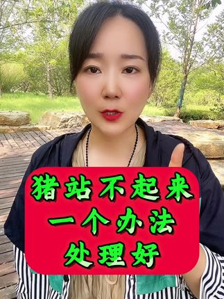 猪站不起来一个办法处理好 #养猪 #养猪人加油干 #养猪人 #养猪人不容易 #猪腿瘸 猪站不起来一个办法处理好