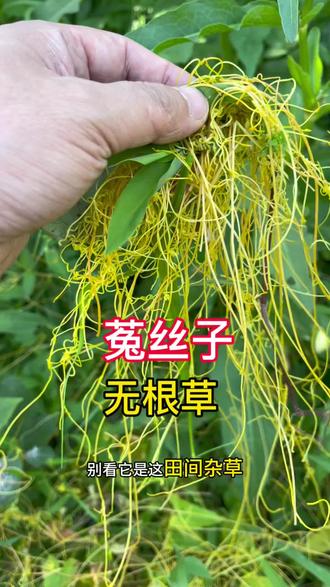 无根的菟丝子,竟是被低估的宝藏植物
#大自然的鬼斧神工 #大自然的馈赠 #菟丝子#中草药#药食同源