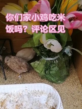 我们家小鸡什么都吃,真的太好养了,每天有捡不完的鸡蛋#芦丁鸡#芦丁鸡养殖 #芦丁鸡日常 #芦丁鸡饲料 #芦丁鸡饲养技巧