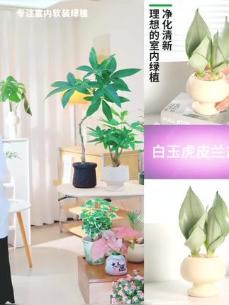 #白玉虎皮兰 的话,它的养护难度跟仙人掌是差不多,因为它的根它叶片也是种#肉质叶片 ,根茎的话也是种#肉质根茎 ,一整颗植株就是按照这样子的标准,这个盆叫做蘑菇圆台,给你们这样子,配好盆配好土,直接发货就放到我们家里面。室内来养就可以了啊。