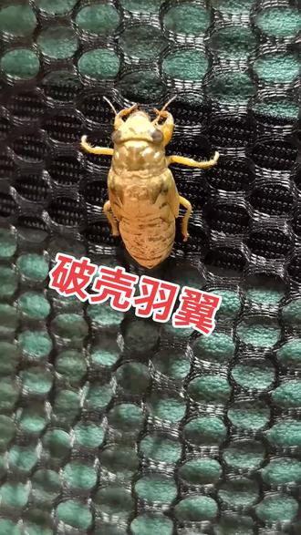 蝉的一生,是一部关于坚韧与绽放的生命史诗。
从深埋地下的幼虫开始,它在黑暗中蛰伏数年甚至十余年,默默汲取着泥土中的养分,忍受着孤寂与潮湿,只为等待一个破土而出的时机。这份漫长的等待,不是消沉,而是积蓄力量的修行,如同在时光的熔炉里淬炼自我。
当盛夏来临,它终于冲破土壤的禁锢,褪去陈旧的外骨骼,展开轻盈的翅膀。那一刻,所有的隐忍都化为高亢的鸣叫,响彻整个夏天。它用生命中最热烈的时光放声歌唱,不畏惧烈日,不吝啬热情,仿佛要把积攒了十几年的生命力,都倾注在这短短数十天的绽放里。
蝉的一生,教会我们何为厚积薄发——用漫长的沉淀换一次璀璨的登场,用短暂的高光回应长久的等待。它的歌声里,藏着对生命最纯粹的热爱与执着,是对“生如夏花之绚烂”最生动的诠释。