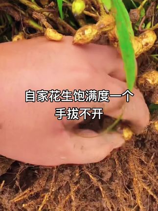 #农业种植 #一份耕耘一份收获 #农业种植 #种植技巧 #农作物种植