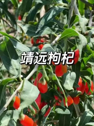 靖远枸杞#三农 #优质农产品 #新鲜采摘