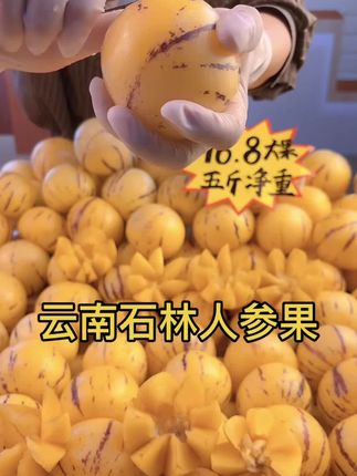 云南石林人参果新鲜采摘,产地直发!#云南石林人参果 #低糖水果