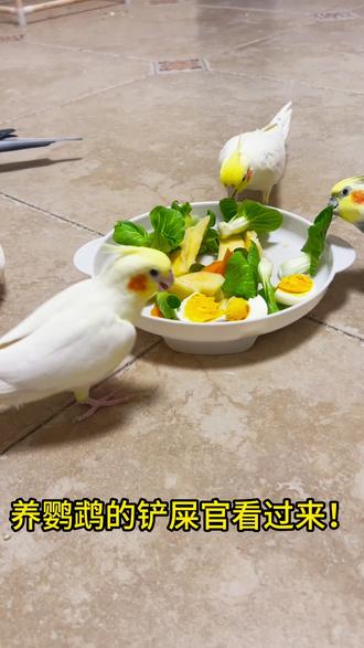 鹦鹉喂水果避雷指南!吃货鸟宝水果专属食谱(最后附水果清单)#鹦鹉日常 #手养鹦鹉 #鹦鹉