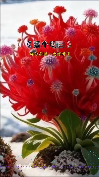 句句在理的一首《活个明白》太好听#经典歌曲分享 了