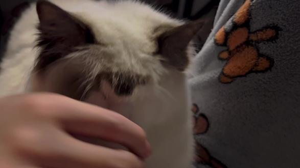 提前进入老年生活#布偶猫 #斜刘海布偶 #撸猫第一视角