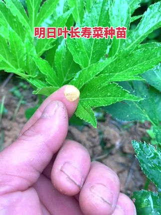明日叶长寿菜种苗新鲜茎叶干茎叶 #明日叶 #明日叶茶 #长寿菜 #查尔酮 #仙草
