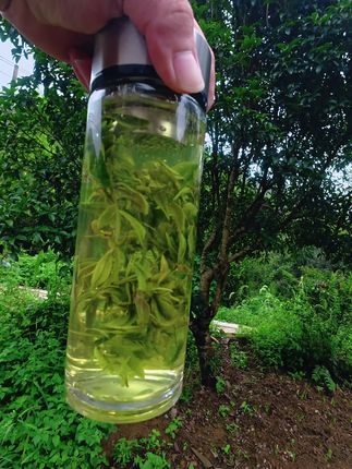 一款非常好喝的荒野兰花茶#兰花茶 #舒城兰花 #口粮茶 #口粮茶推荐 #舒城兰花茶