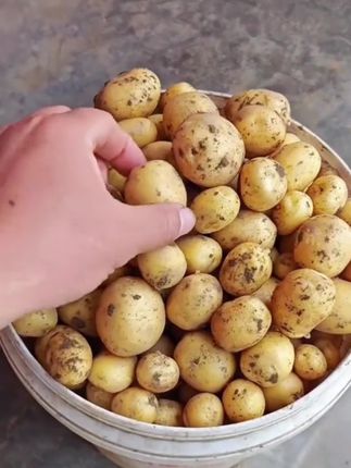 现挖现发的恩施小土豆,不仅便宜又好吃😋#湖北 #土豆 #小土豆 #恩施小土豆 #黄心土豆