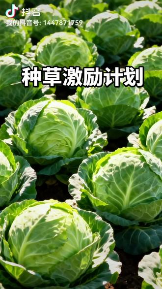 #种草激励计划#菜农种菜,纯天然绿色蔬菜 ,#抖音二创激励计划 ##抖音分享农村生活 #抖音小助手dou上热门 🔥