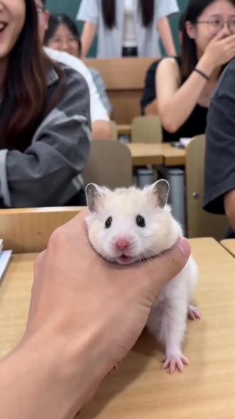 #AI教室萌宠应答记
我去,这么可爱的吗?😋