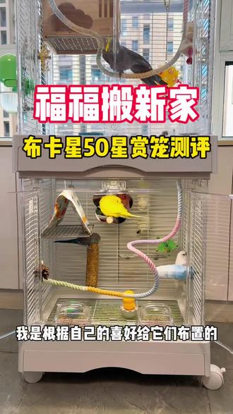 布卡星50星赏笼测评|新手鸟笼推荐 给福福搬家了,和另外两只原住民一起住,不会再孤孤单单啦~#虎皮鹦鹉 #手养鹦鹉 #鹦鹉日常 #鸟笼 #新手养鸟攻略