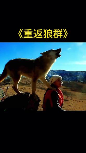 “格林 ,真好,你终于知道怕人了 ,也包括我”……每次看都让我哭到窒息的狼王——格林。它是世界上首例由人类抚养长大又成功重返狼群的狼。它身上没有一个口袋,却保存着人类妈妈送的丝带整整七年。它思念妈妈,却再也无法靠近妈妈。“妈妈,靠近你就靠近了痛苦,远离你就远离了幸福”……#格林 #重返狼群 #小狼格林