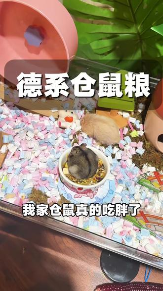 我家仓鼠真的吃胖了原来之前都喂错给它#养仓鼠必看 #养仓鼠必备 #仓鼠粮食 #仓鼠粮食推荐 #仓鼠粮食推荐