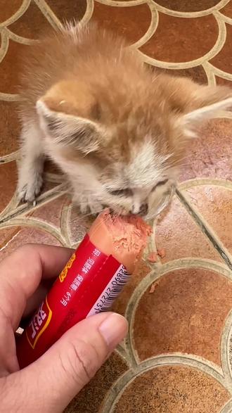 拣到小猫了第二天 小家伙精神状态很好,#猫咪的喂养日常 #猫咪喂养分享 #给猫喂火腿肠