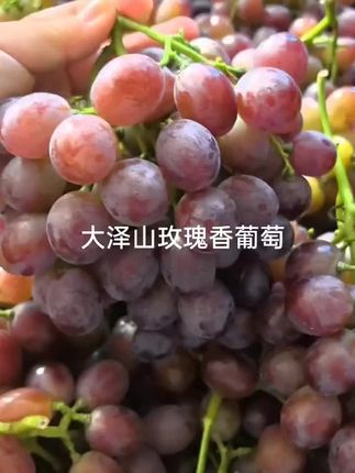大泽山玫瑰香葡萄 #大泽山玫瑰香葡萄 #现摘现发新鲜到家