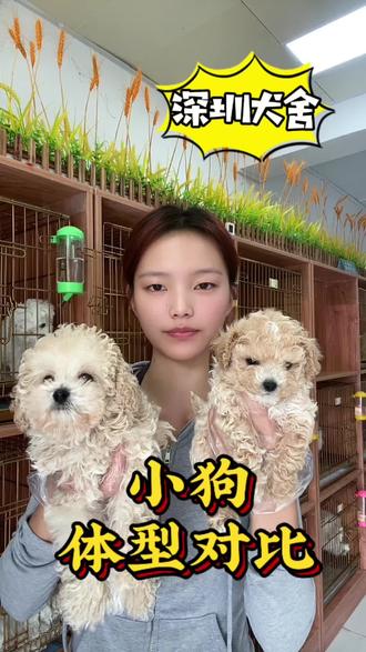 两只两只小狗体型差异#萌宠 #深圳马尔泰 #萌宠 #深圳宠物基地 #家庭伴侣犬