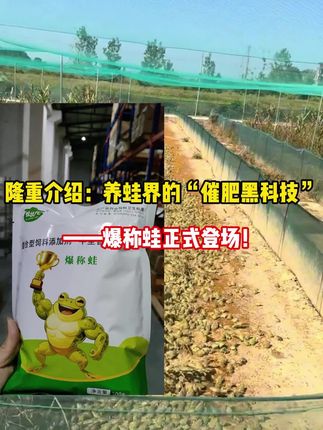 #黑斑蛙养殖 #青蛙养殖 #青蛙养殖技术