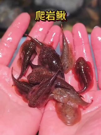 #爬岩鳅 #吸鳅 #水族爱好者 #养鱼日记 #鱼缸清洁