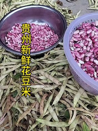 #上热门 #抖音美食推荐官 #农村美食 贵州新鲜现剥花豆米,来烩酸菜,炒肉丝,煮豆米火锅,凉拌豆米豆,都非常好吃,#舌尖上的味道 #好吃到停不下来