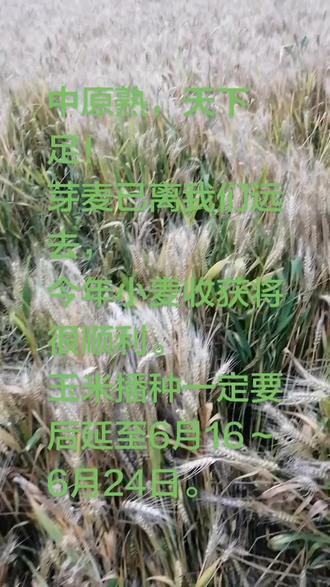 从今天开始:我地小麦陆续进入刹身成熟收获期!具体适宜收割期为6月5日~6月9日。敬请各位种麦家人务必在此5天内彻底结束!然后休息一星期(7天),继续开始播种玉米。玉米的播期宜在6月16日~6月24日。
