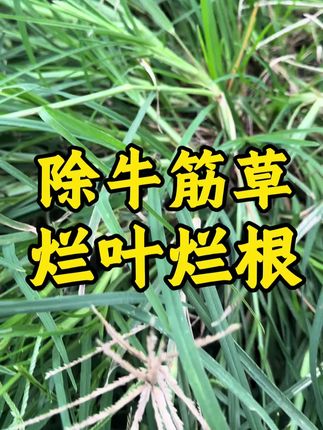 #热门话题 #除草剂 #牛筋草 #构树 #水花生 专除各种抗性杂草杂树小灌木