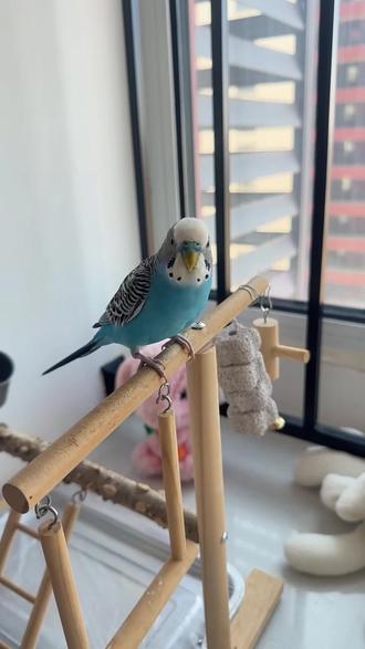 谁给豆丁拍照了快发出来看看,帅不帅#会说话的虎皮鹦鹉 #虎皮鹦鹉 #萌宠日常