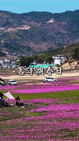 茗洋关水库紫云英盛开,周末赴一场紫色之约#踏春赏花 #紫云英