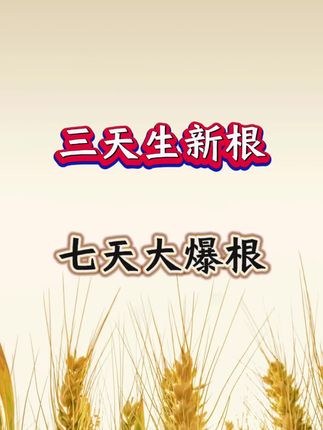 三天生新根 七天大爆根#三农 #农业种植 #抖音助农 #农业 #传播农业小知识